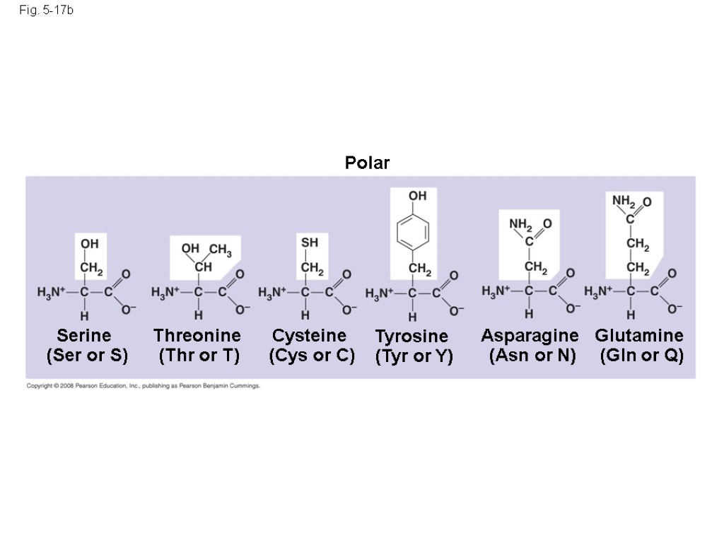 Fig. 5-17b Polar Asparagine (Asn or N) Glutamine (Gln or Q) Serine (Ser or